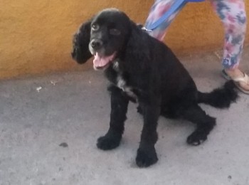 fotoapolo