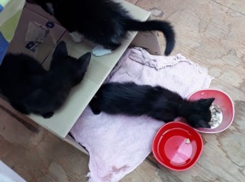 gatos