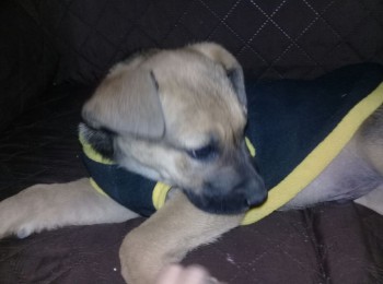 perro