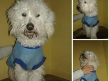poodle